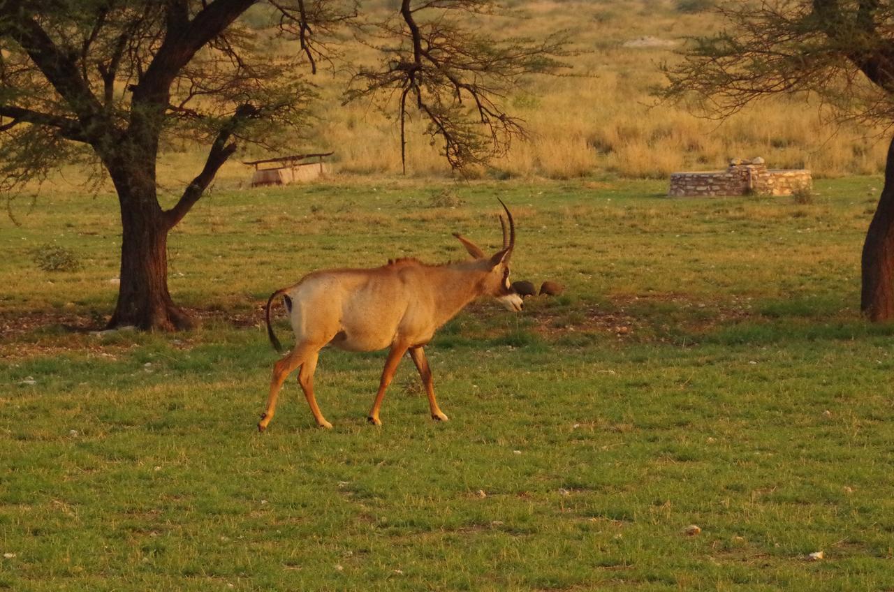 Frans Indongo Lodge Otjiwarongo Exterior foto