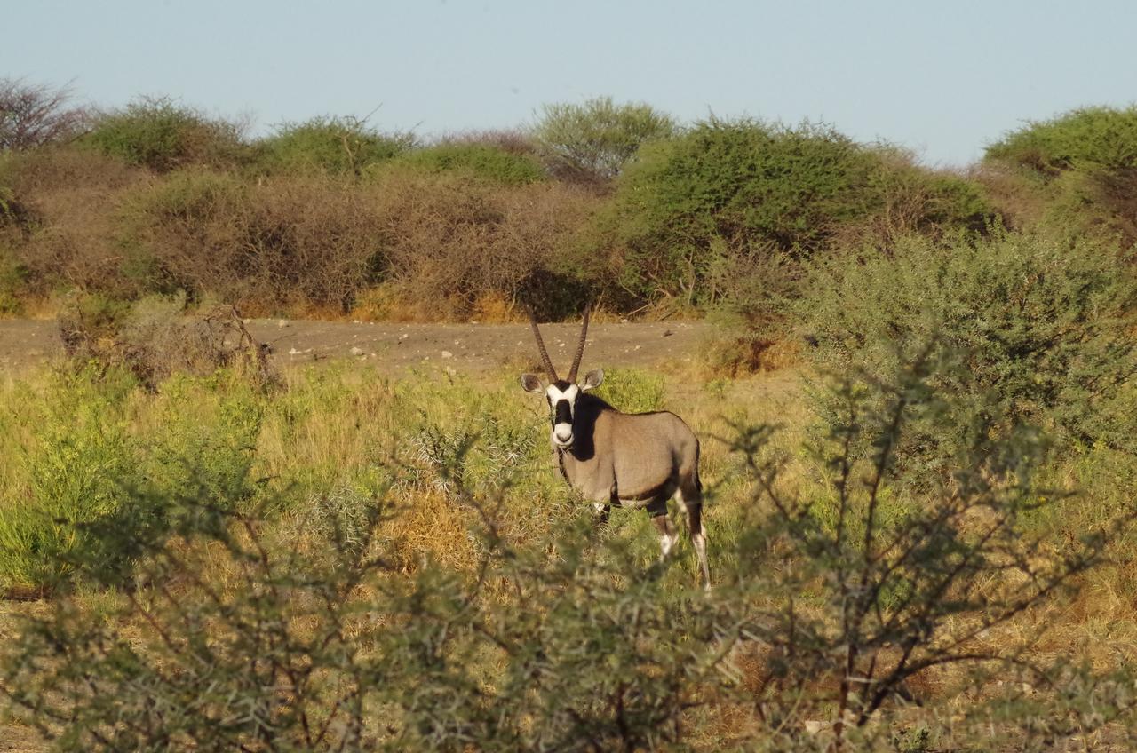 Frans Indongo Lodge Otjiwarongo Exterior foto